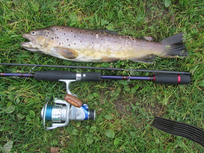 Brown Trout