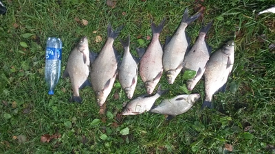 Carp bream