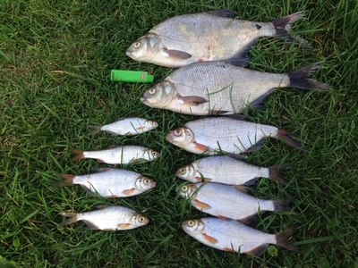 Carp bream