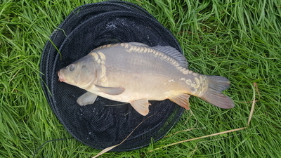 Mirror carp