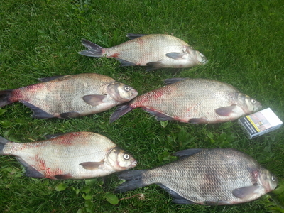 Carp bream