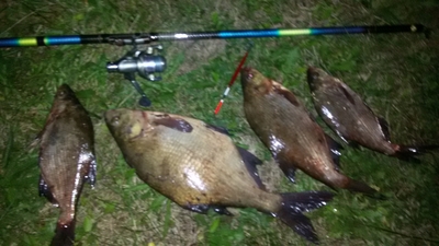 Carp bream
