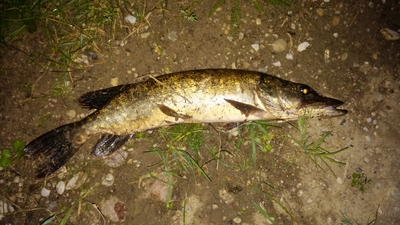 Northern Pike