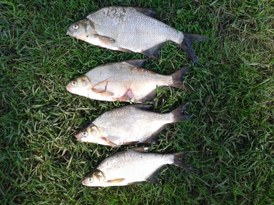 Carp bream