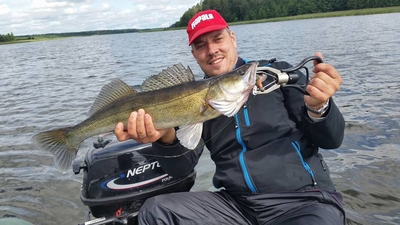 Pike perch