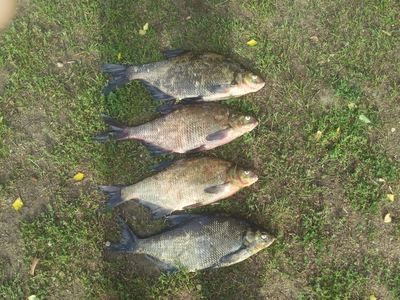 Carp bream