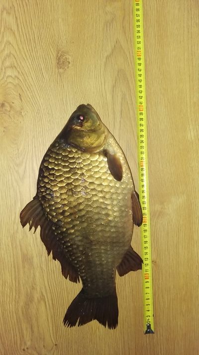 Prussian carp