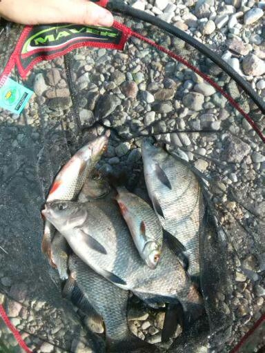 Carp bream