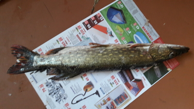 Northern Pike
