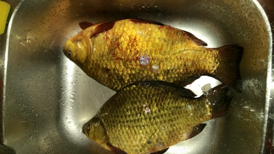 Crucian carp