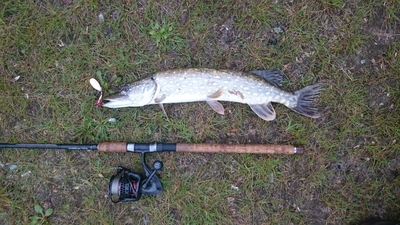 Northern Pike