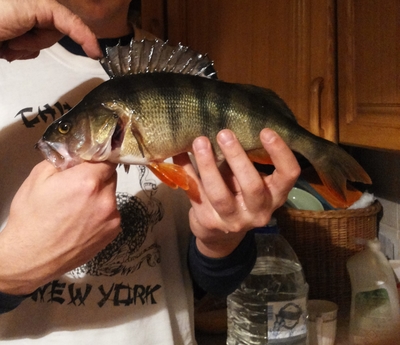 Eurasian perch