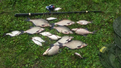 Carp bream