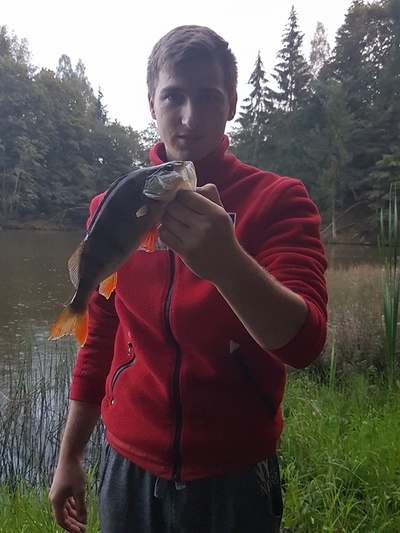 Eurasian perch