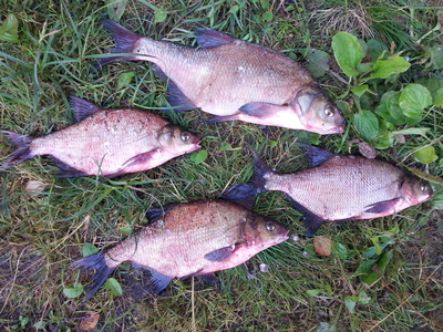 Carp bream