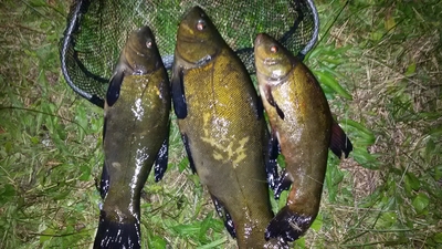 Tench