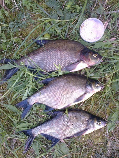 Carp bream