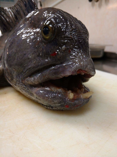 Atlantic wolffish