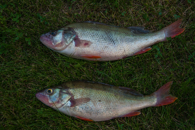 Eurasian perch