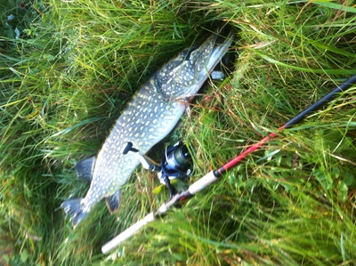 Northern Pike