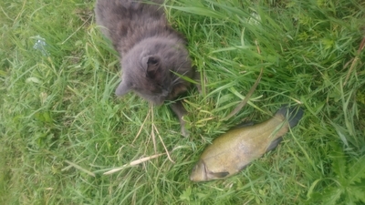 Tench
