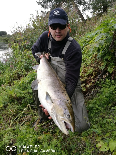 Atlantic salmon