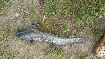 Wels catfish