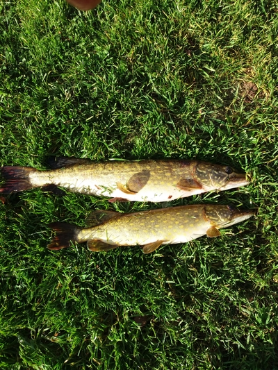 Northern Pike