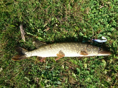 Northern Pike