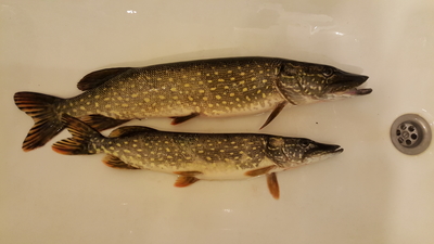 Northern Pike