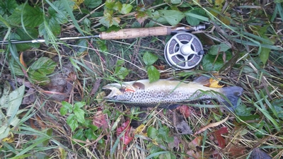 Brown Trout