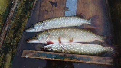 Northern Pike