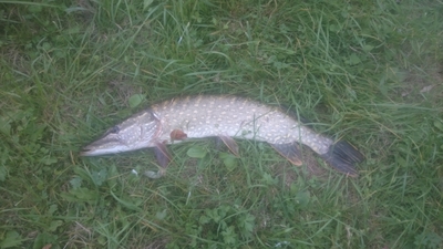 Northern Pike