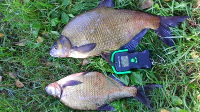 Carp bream