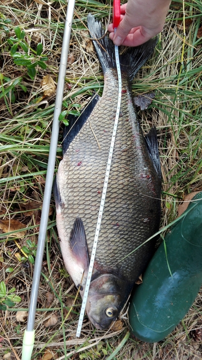 Carp bream