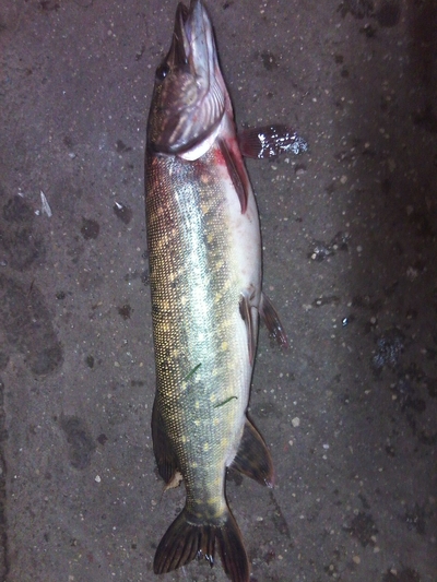 Northern Pike