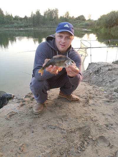 Eurasian perch