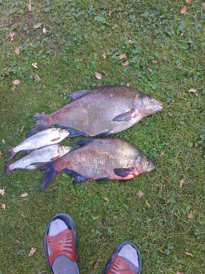 Carp bream