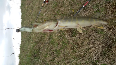 Northern Pike