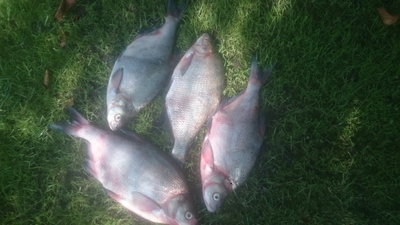 Carp bream