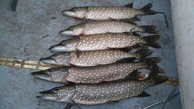 Northern Pike