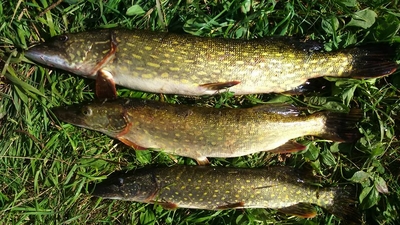 Northern Pike