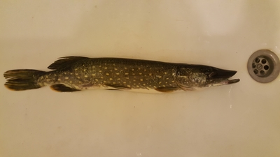 Northern Pike