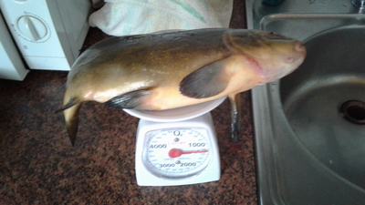 Tench