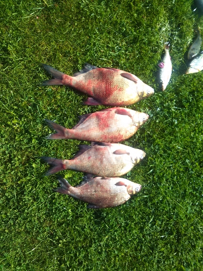 Carp bream