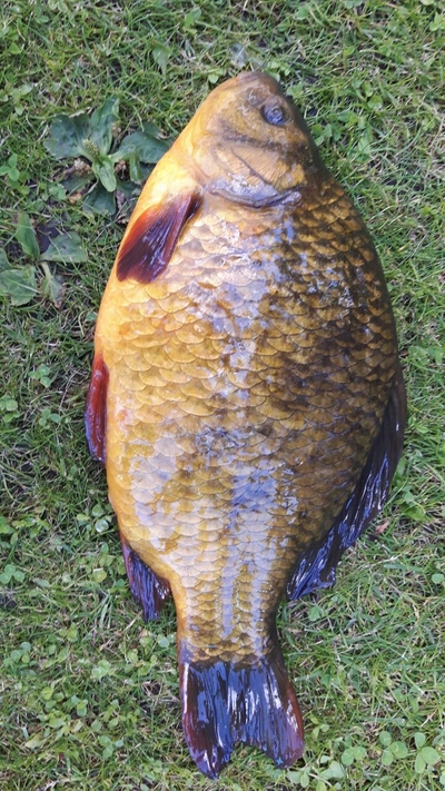 Crucian carp