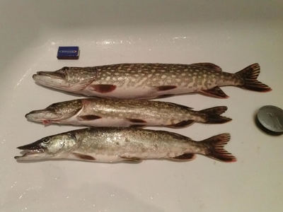 Northern Pike