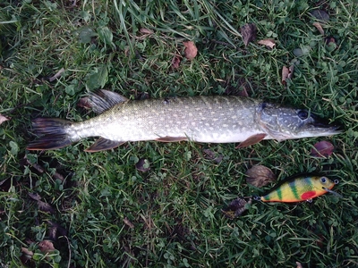 Northern Pike