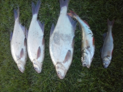 Carp bream