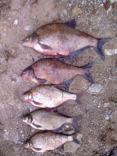 Carp bream